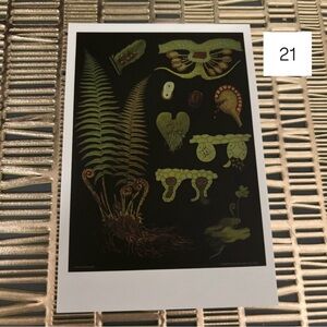Single Postcard Art Print w/ Vintage Imagery - Botany - Fern Spores 21